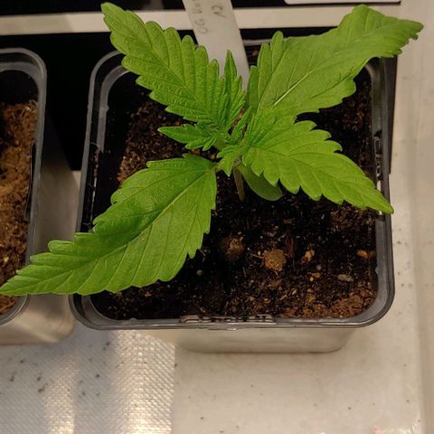 OG Kush growlog timeline photo