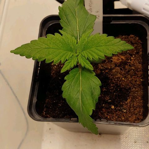 Special Queen #1 growlog timeline photo