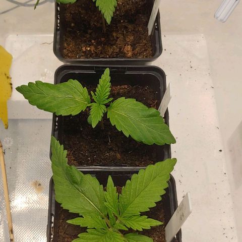 OG Kush growlog timeline photo