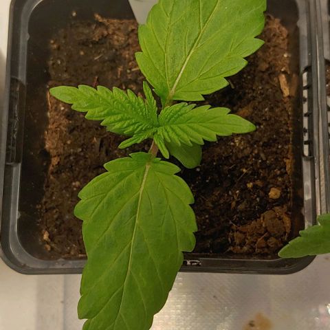 Northern Lights growlog timeline photo