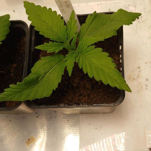 OG Kush growlog timeline photo