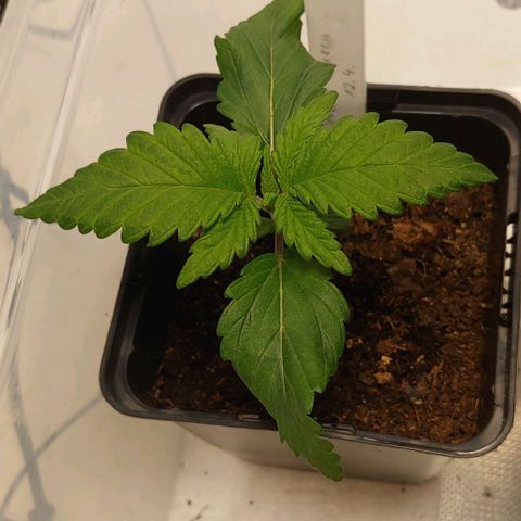 Special Queen #1 growlog timeline photo