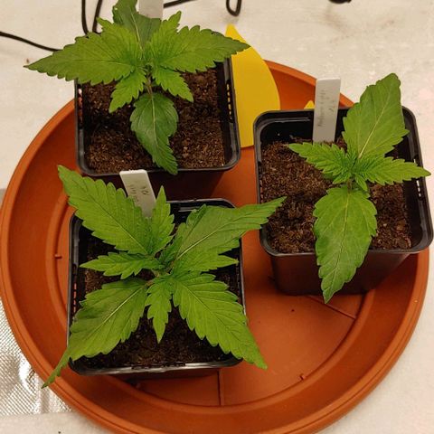 OG Kush growlog timeline photo