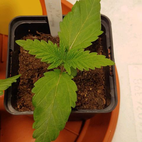 Northern Lights growlog timeline photo