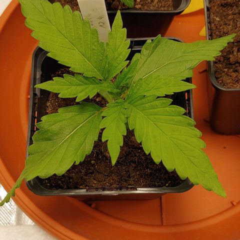 OG Kush growlog timeline photo