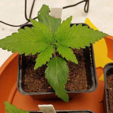 Special Queen #1 growlog timeline photo