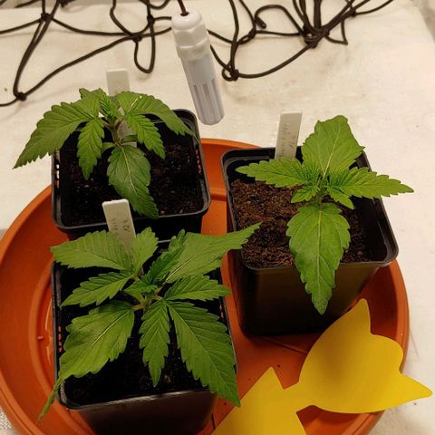 OG Kush growlog timeline photo