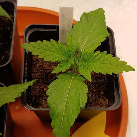 Northern Lights growlog timeline photo