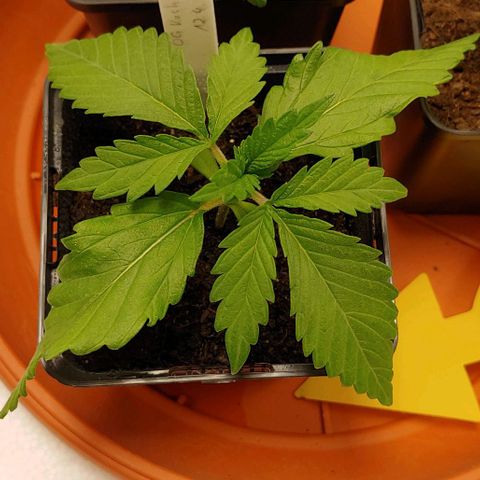 OG Kush growlog timeline photo