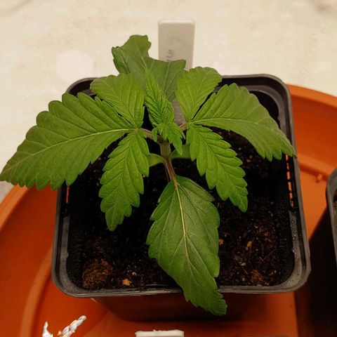 Special Queen #1 growlog timeline photo
