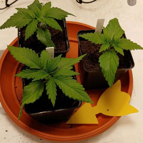 OG Kush growlog timeline photo