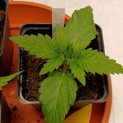 Northern Lights growlog timeline photo