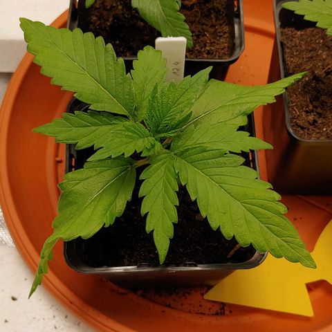 OG Kush growlog timeline photo