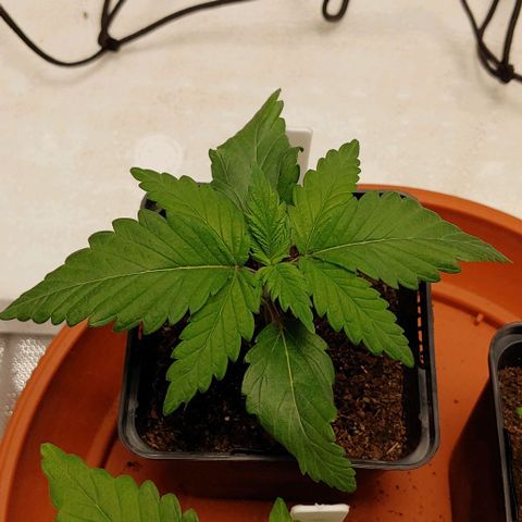 Special Queen #1 growlog timeline photo