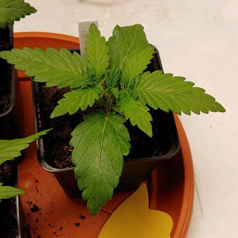 Northern Lights growlog timeline photo