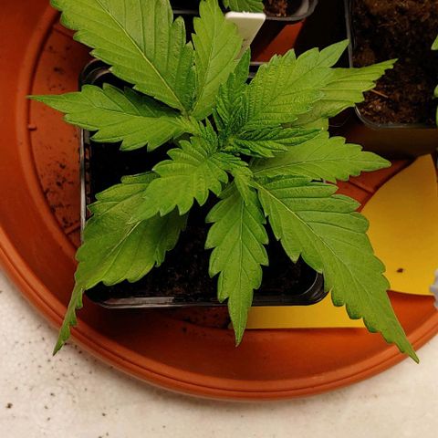 OG Kush growlog timeline photo