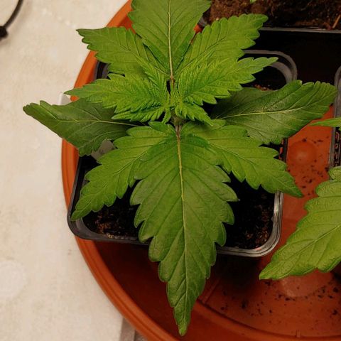 Special Queen #1 growlog timeline photo