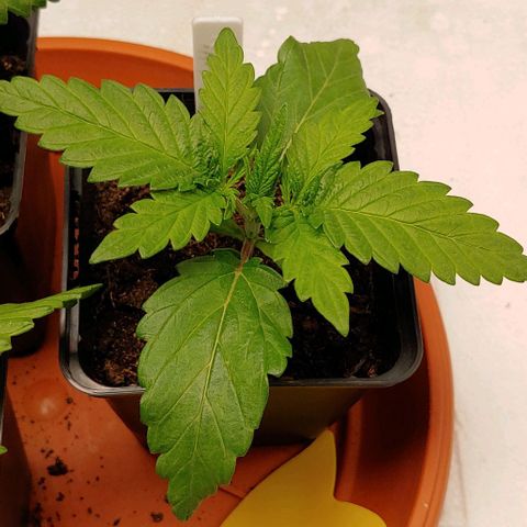 Northern Lights growlog timeline photo