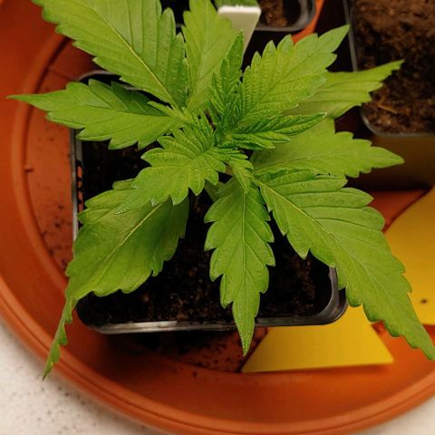 OG Kush growlog timeline photo