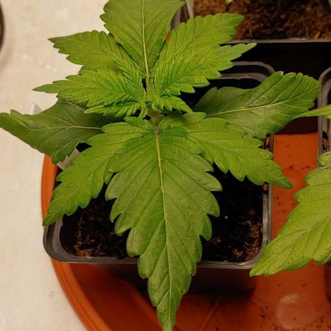 Special Queen #1 growlog timeline photo