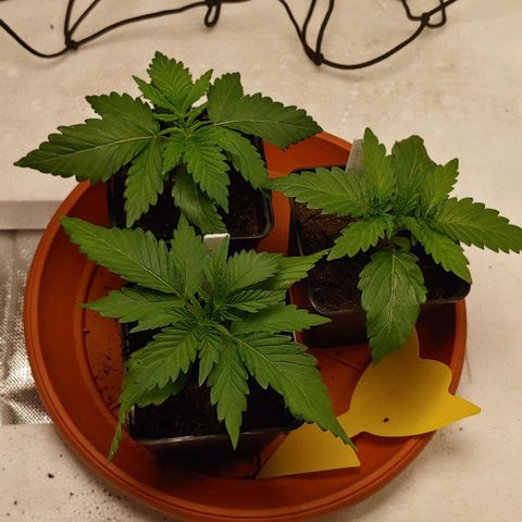 OG Kush growlog timeline photo