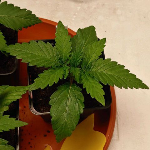 Northern Lights growlog timeline photo