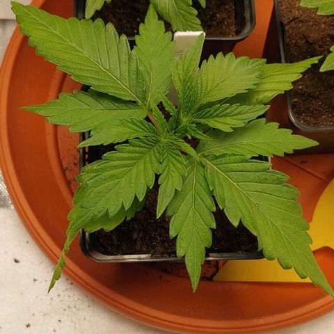 OG Kush growlog timeline photo