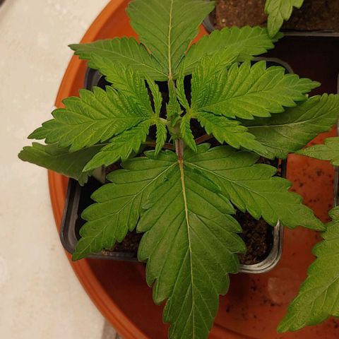 Special Queen #1 growlog timeline photo