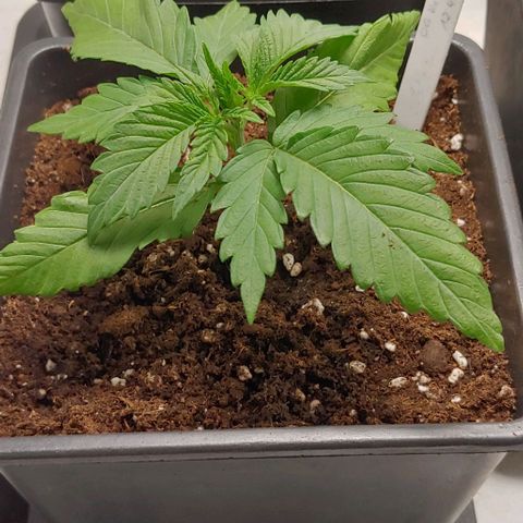 OG Kush growlog timeline photo