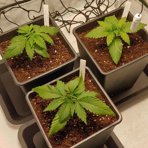 OG Kush growlog timeline photo