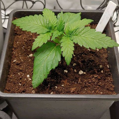 Northern Lights growlog timeline photo