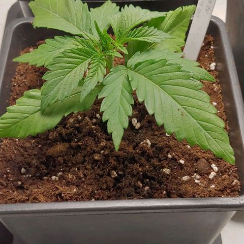 OG Kush growlog timeline photo