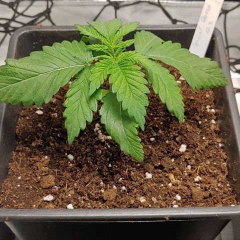 Special Queen #1 growlog timeline photo