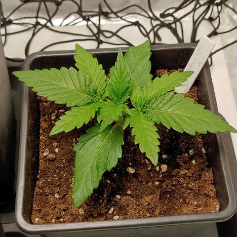 Northern Lights growlog timeline photo