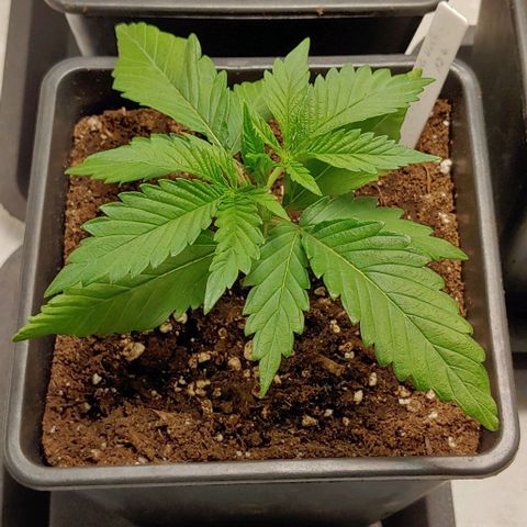 OG Kush growlog timeline photo