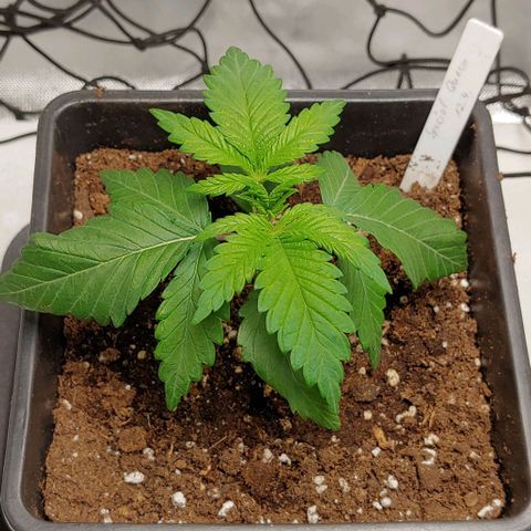 Special Queen #1 growlog timeline photo