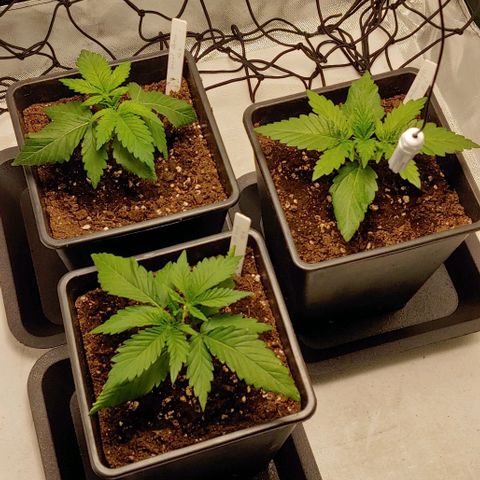 OG Kush growlog timeline photo