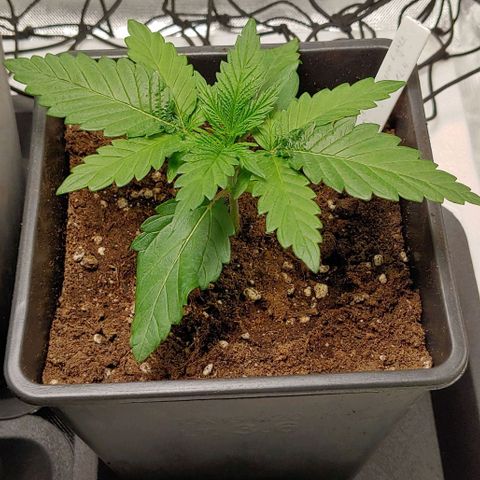 Northern Lights growlog timeline photo