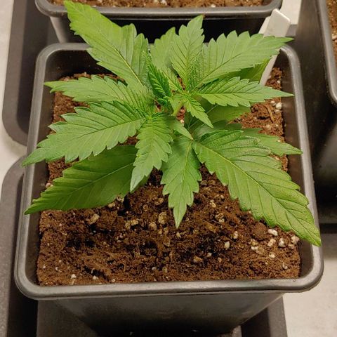OG Kush growlog timeline photo