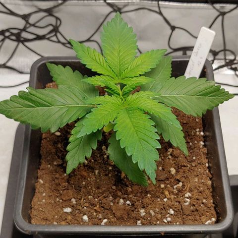 Special Queen #1 growlog timeline photo