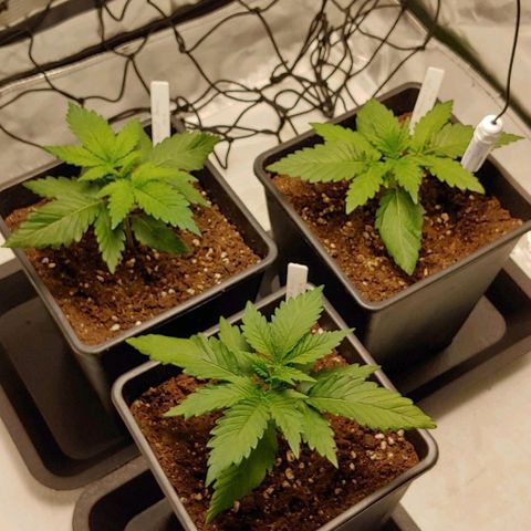 OG Kush growlog timeline photo