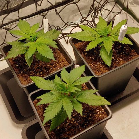 OG Kush growlog timeline photo