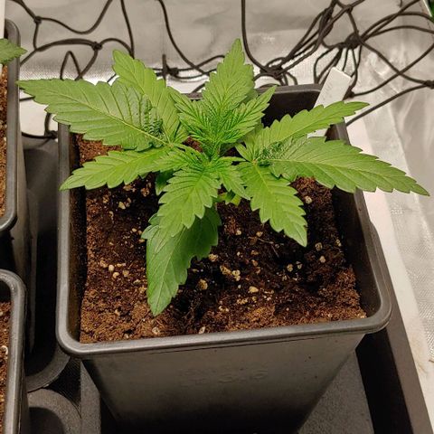 Northern Lights growlog timeline photo