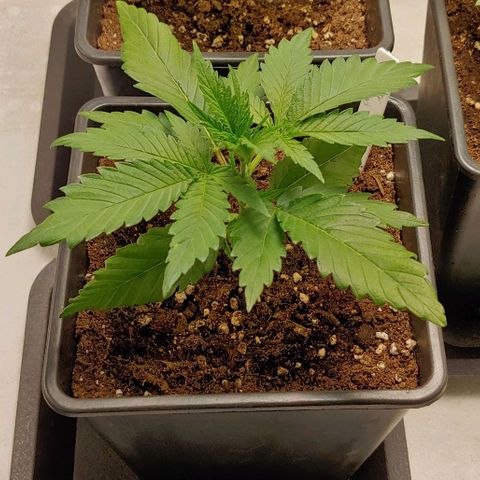 OG Kush growlog timeline photo