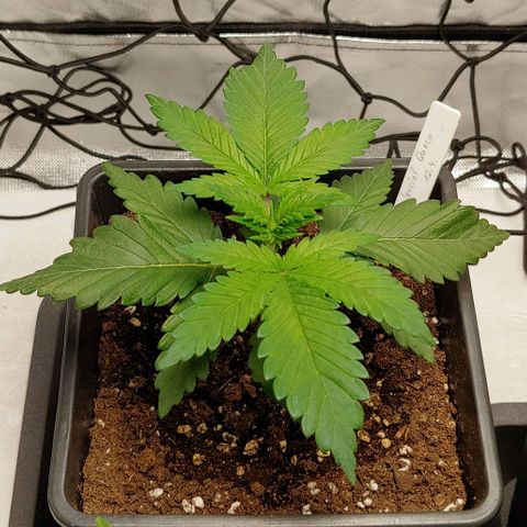 Special Queen #1 growlog timeline photo