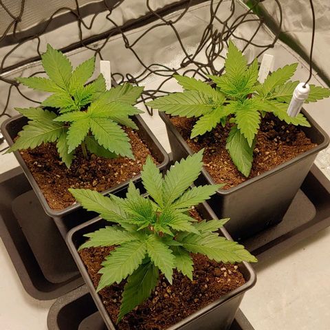 OG Kush growlog timeline photo