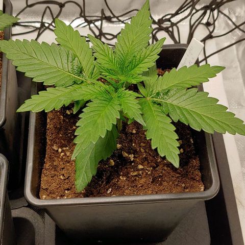 Northern Lights growlog timeline photo
