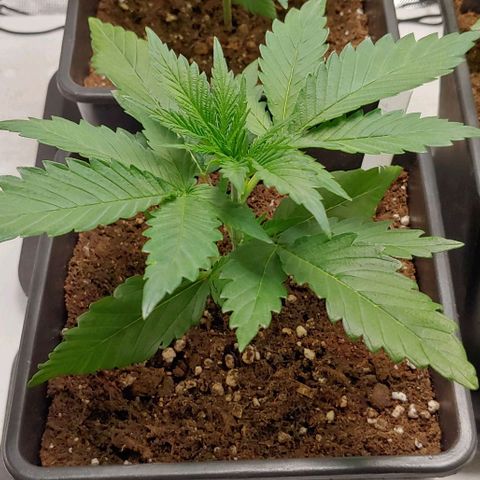 OG Kush growlog timeline photo