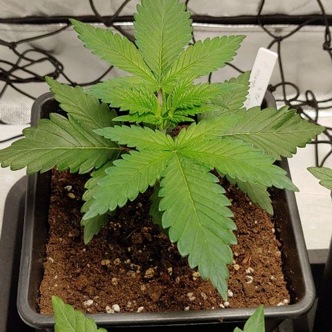 Special Queen #1 growlog timeline photo