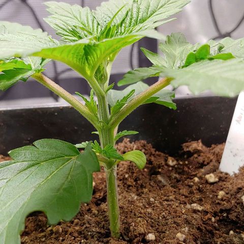 Northern Lights growlog timeline photo